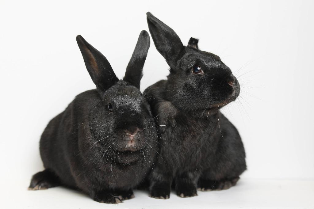 Enlarge Picante / Shishito, a Adoptable Bunny Rabbit in San Francisco, CA image 6/6