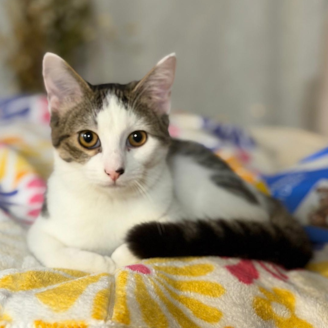Ms. Hunter, Adoptable, Kitten Female Domestic Short Hair.