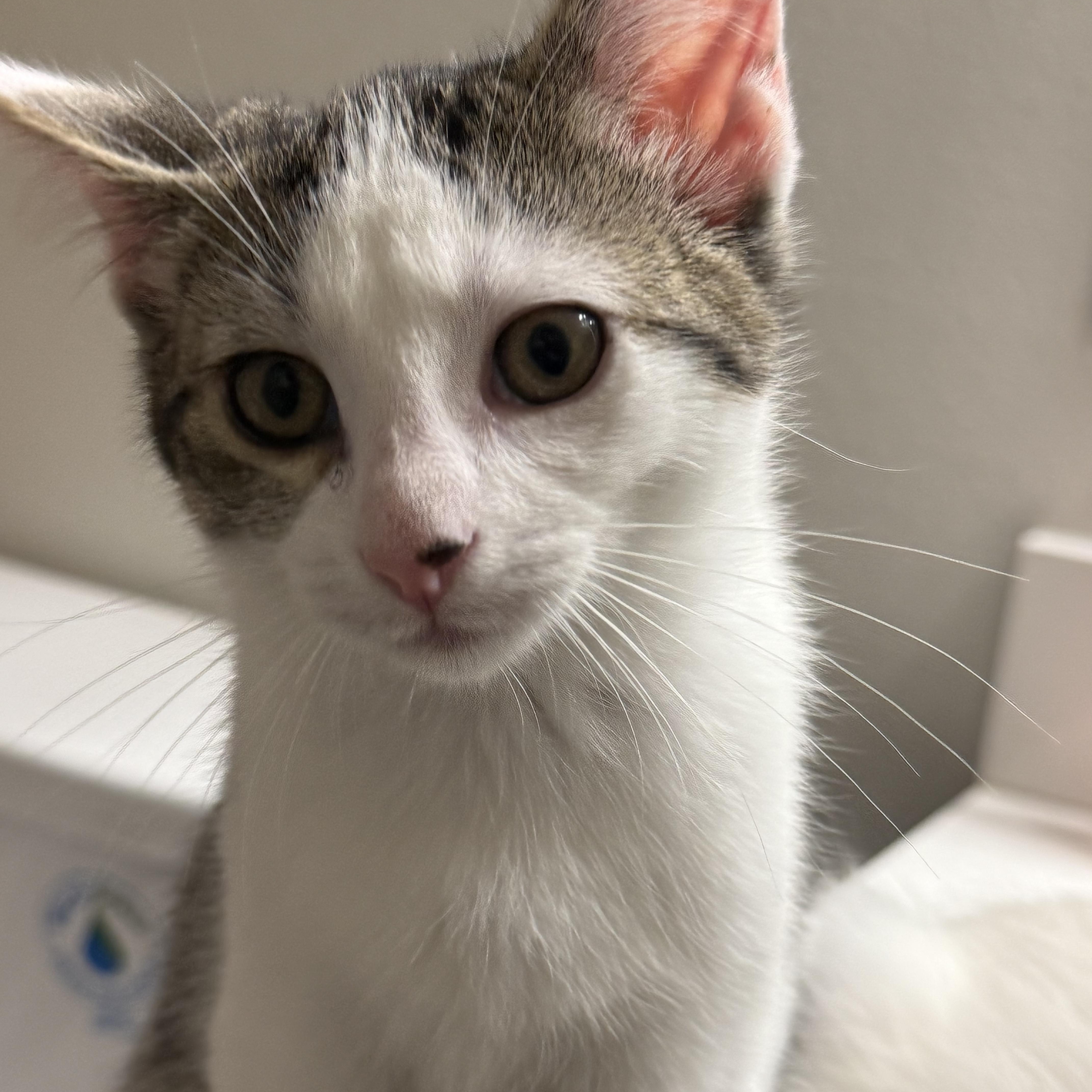 Ms. Hunter, ADOPTABLE, Kitten Female Domestic Short Hair.