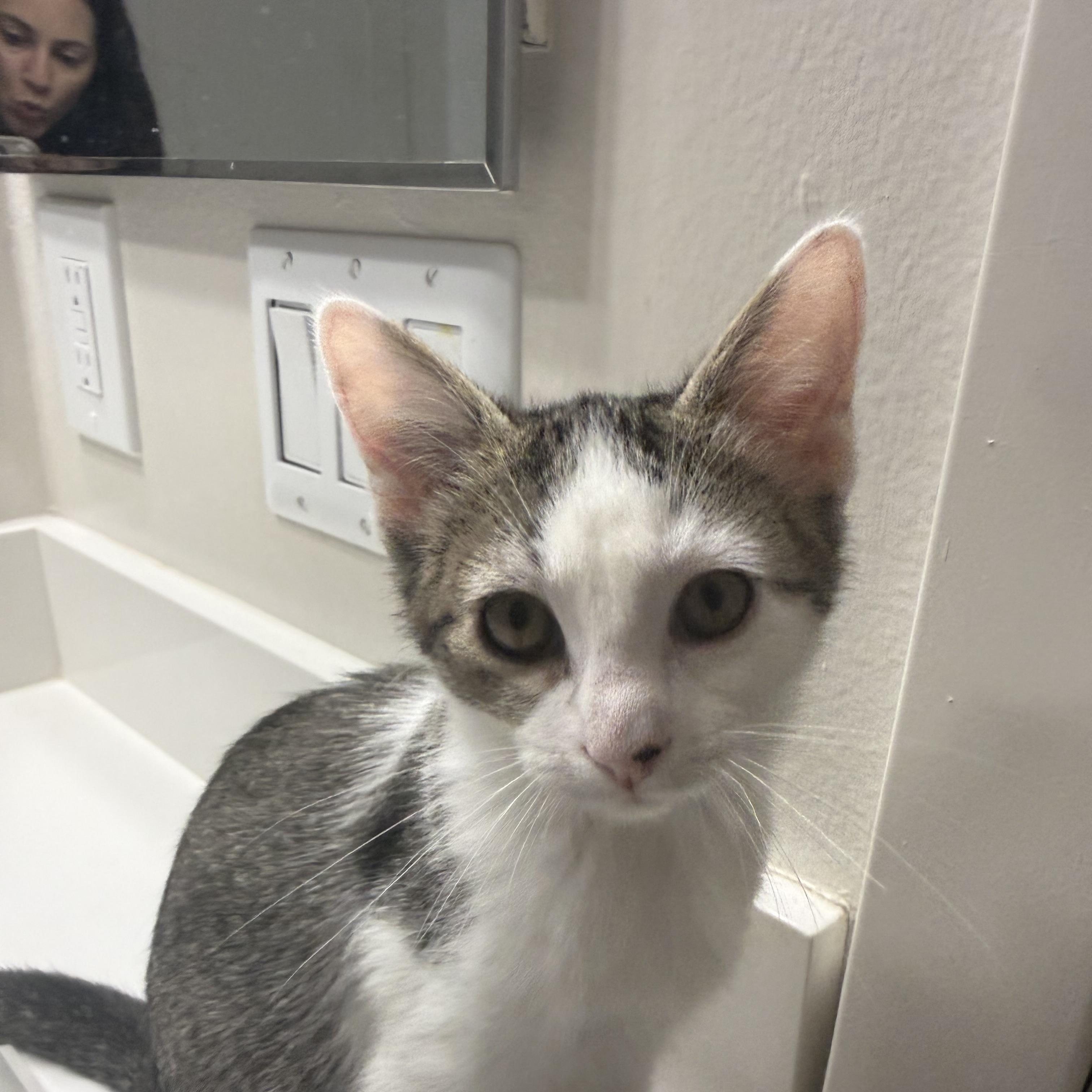 Enlarge Ms. Hunter, a ADOPTABLE Domestic Short Hair in Sammamish, WA image 2/3