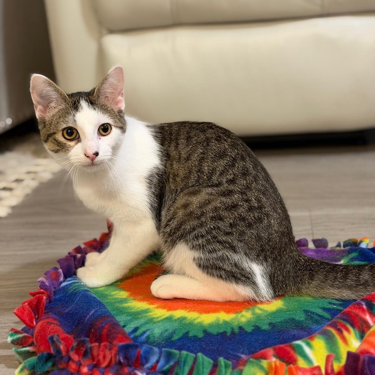 Enlarge Ms. Hunter, a Adoptable Domestic Short Hair in Sammamish, WA image 2/5