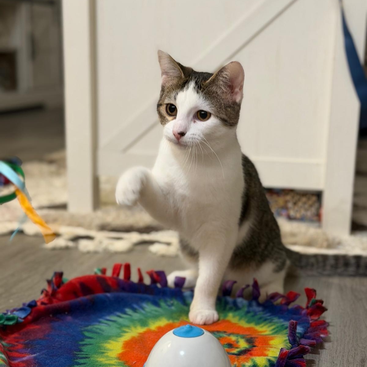 Enlarge Ms. Hunter, a Adoptable Domestic Short Hair in Sammamish, WA image 5/5