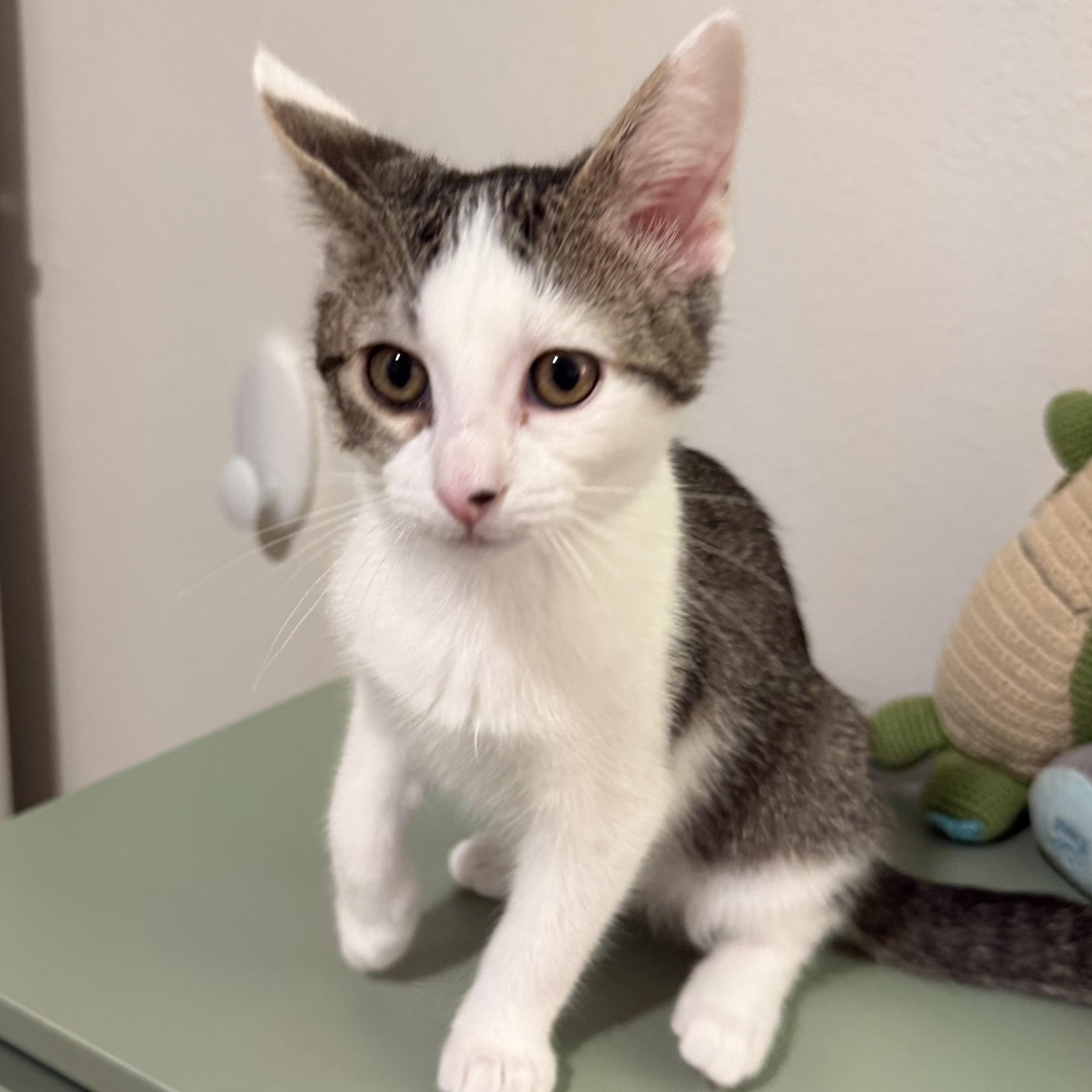 Enlarge Ms. Hunter, a ADOPTABLE Domestic Short Hair in Sammamish, WA image 3/3