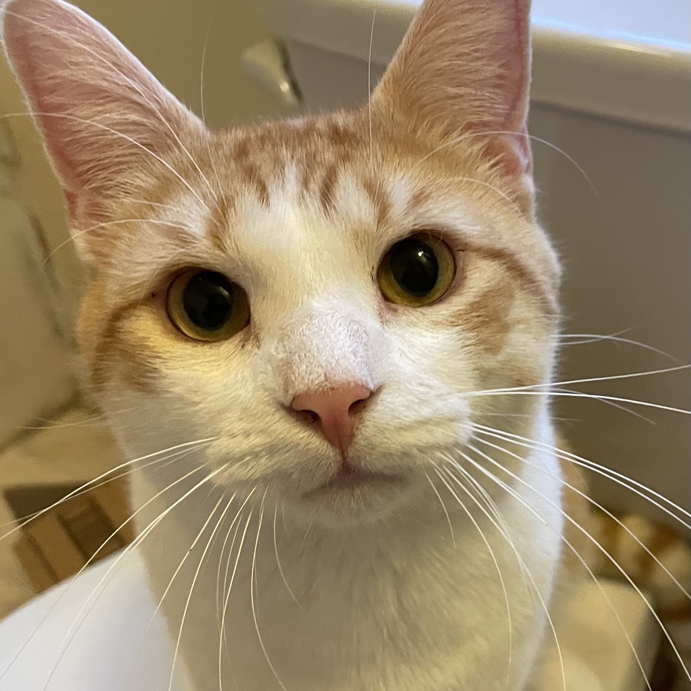 Cat for adoption Buttercup, a Tiger in Honeoye, NY Petfinder