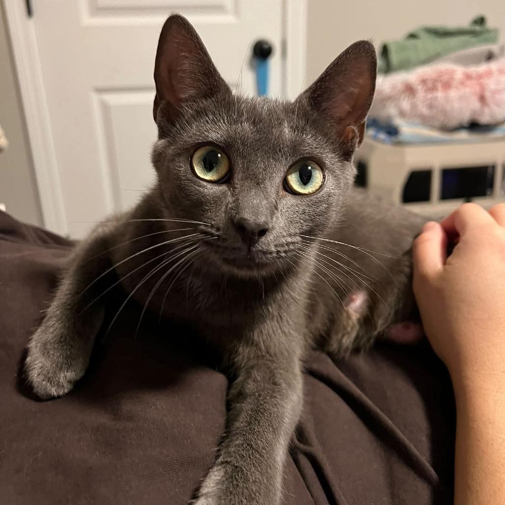 Enlarge Mary Weather, a Adoptable Domestic Short Hair in Asheville, NC image 1/2