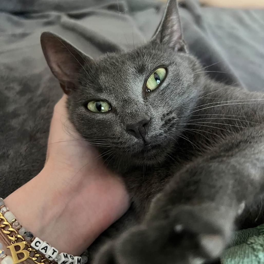 Enlarge Mary Weather, a Adoptable Domestic Short Hair in Asheville, NC image 2/2
