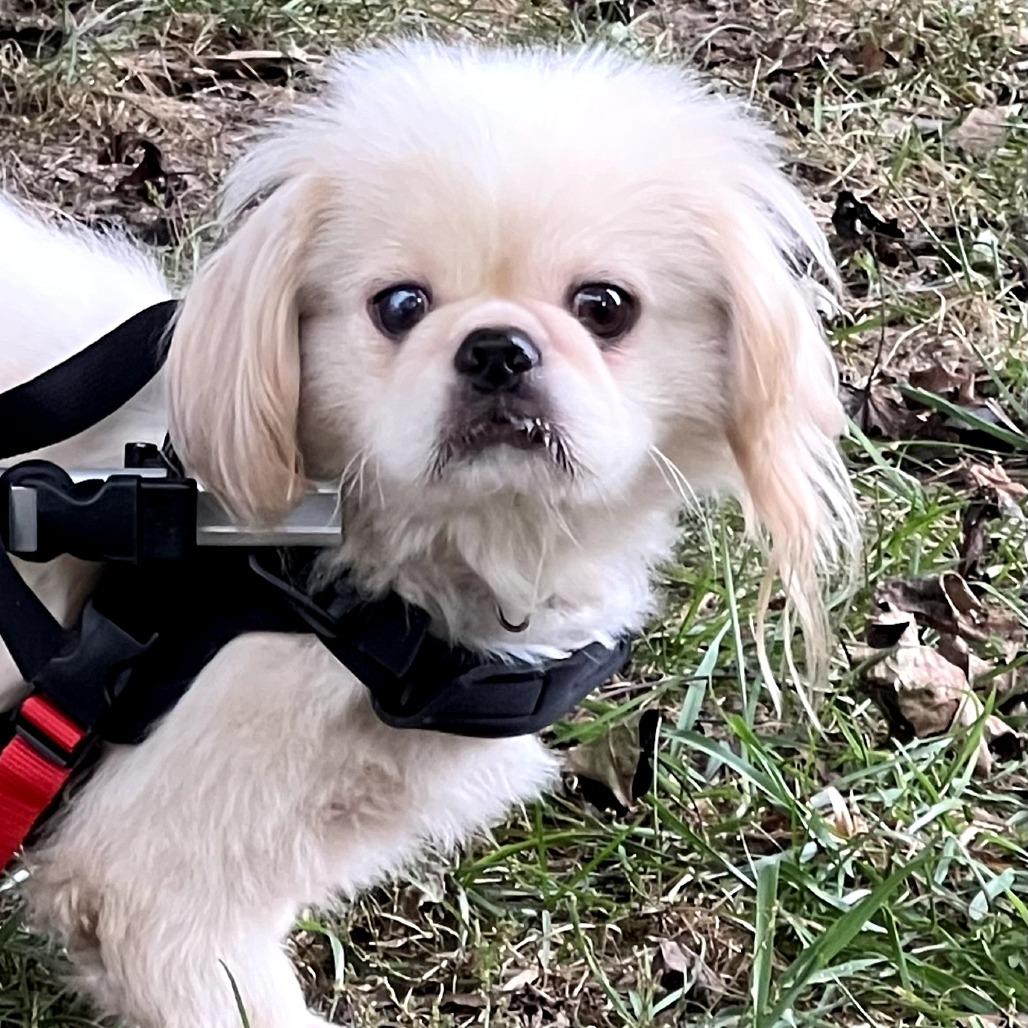 Dan (Special Needs - Limited Mobility), Adoptable, Adult Male Pekingese & Mixed Breed.