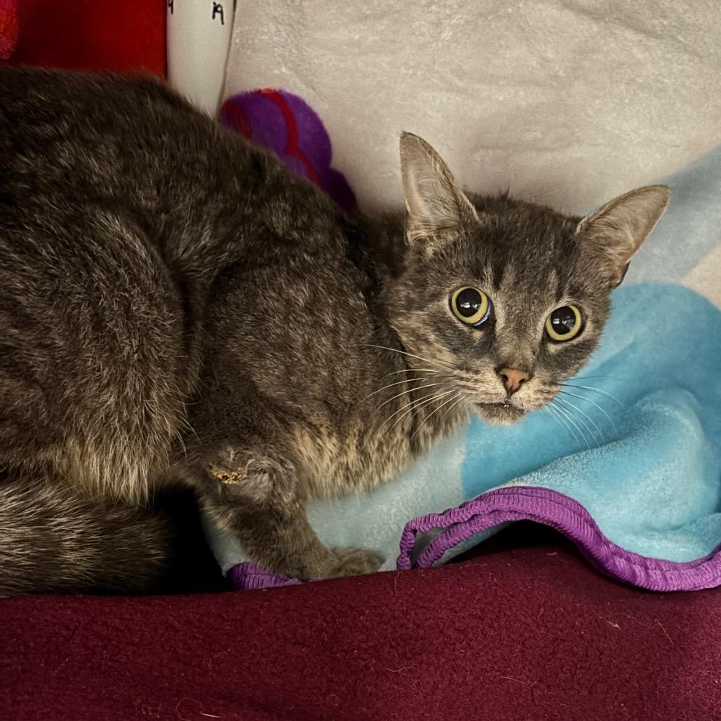 Julian, Adoptable, Young Male Domestic Short Hair.