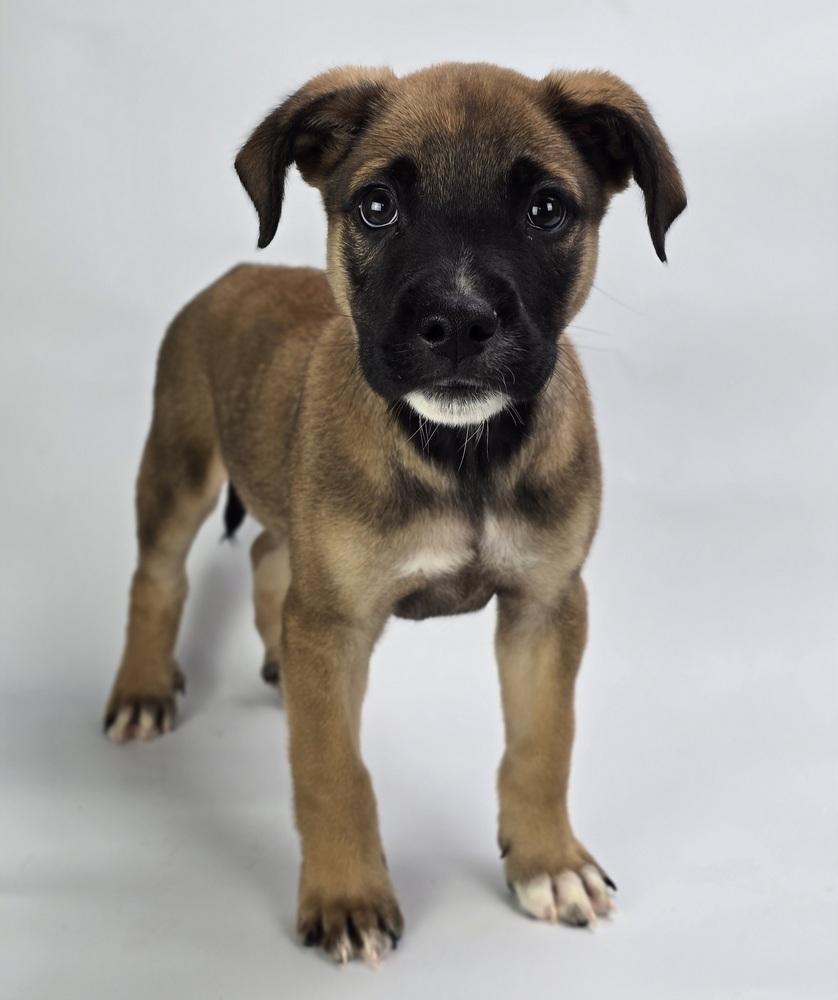 Spinner, Adoptable, Puppy Male Border Collie.
