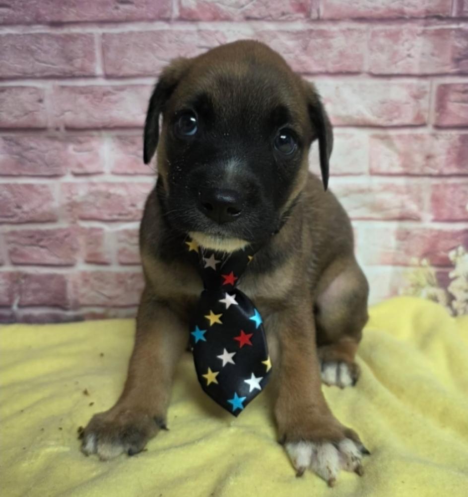 Enlarge Spinner, a Adoptable mixed breed in Sedalia, CO image 2/2