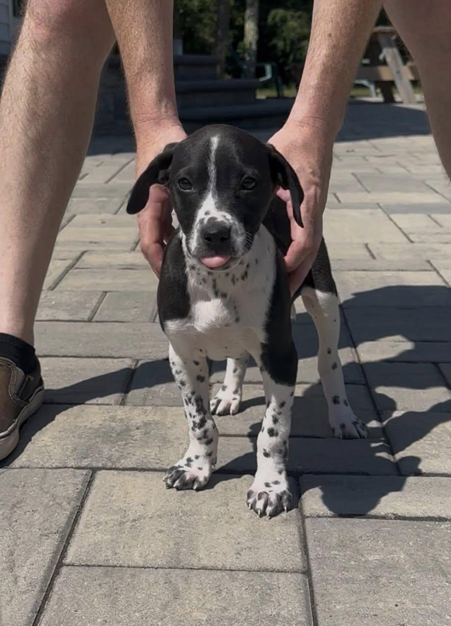 Pepper Ann, Adoptable, Puppy Female Terrier.