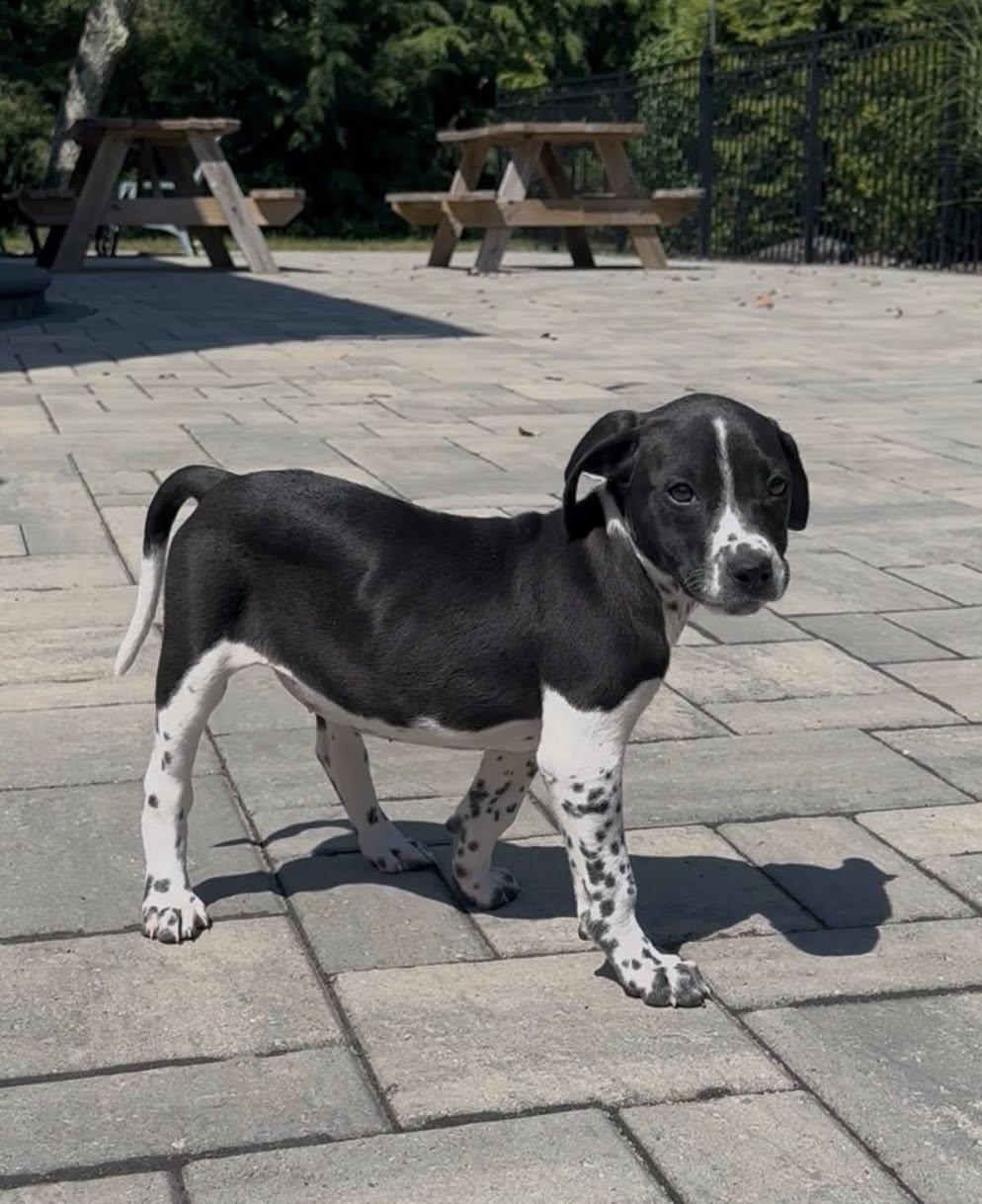 Pepper Ann, a Adopted mixed breed in Berlin, NJ image 2/3