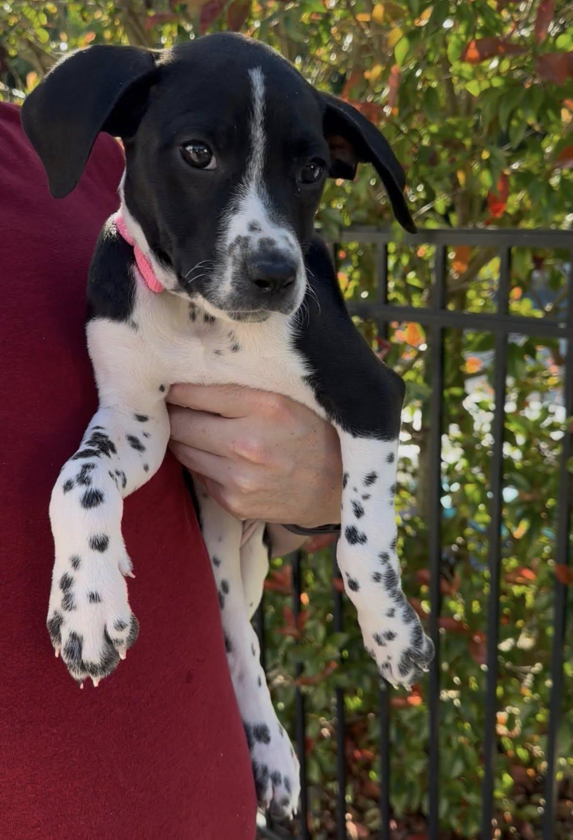 Pepper Ann, a Adopted mixed breed in Berlin, NJ image 3/3