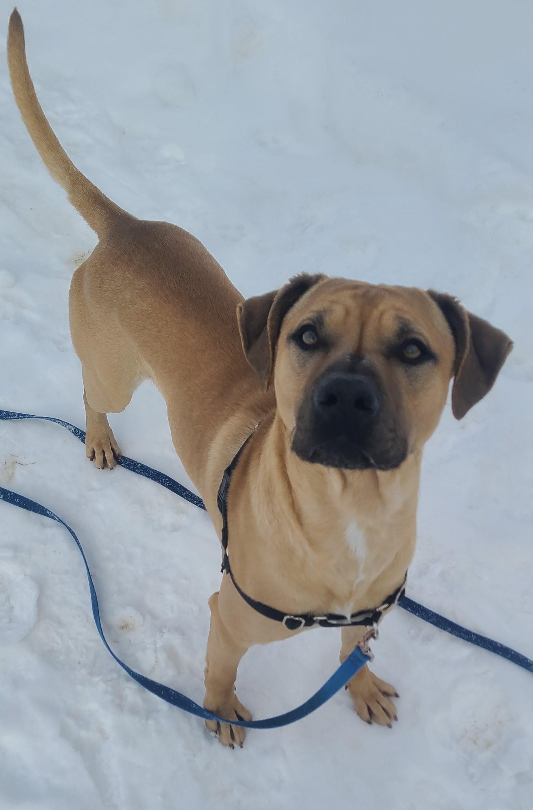 Hooch, ADOPTABLE, Young Male Black Mouth Cur.