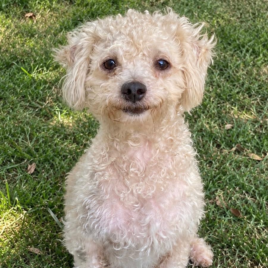 Coconut - Courtesy Post, Adopted, Adult Male Poodle.
