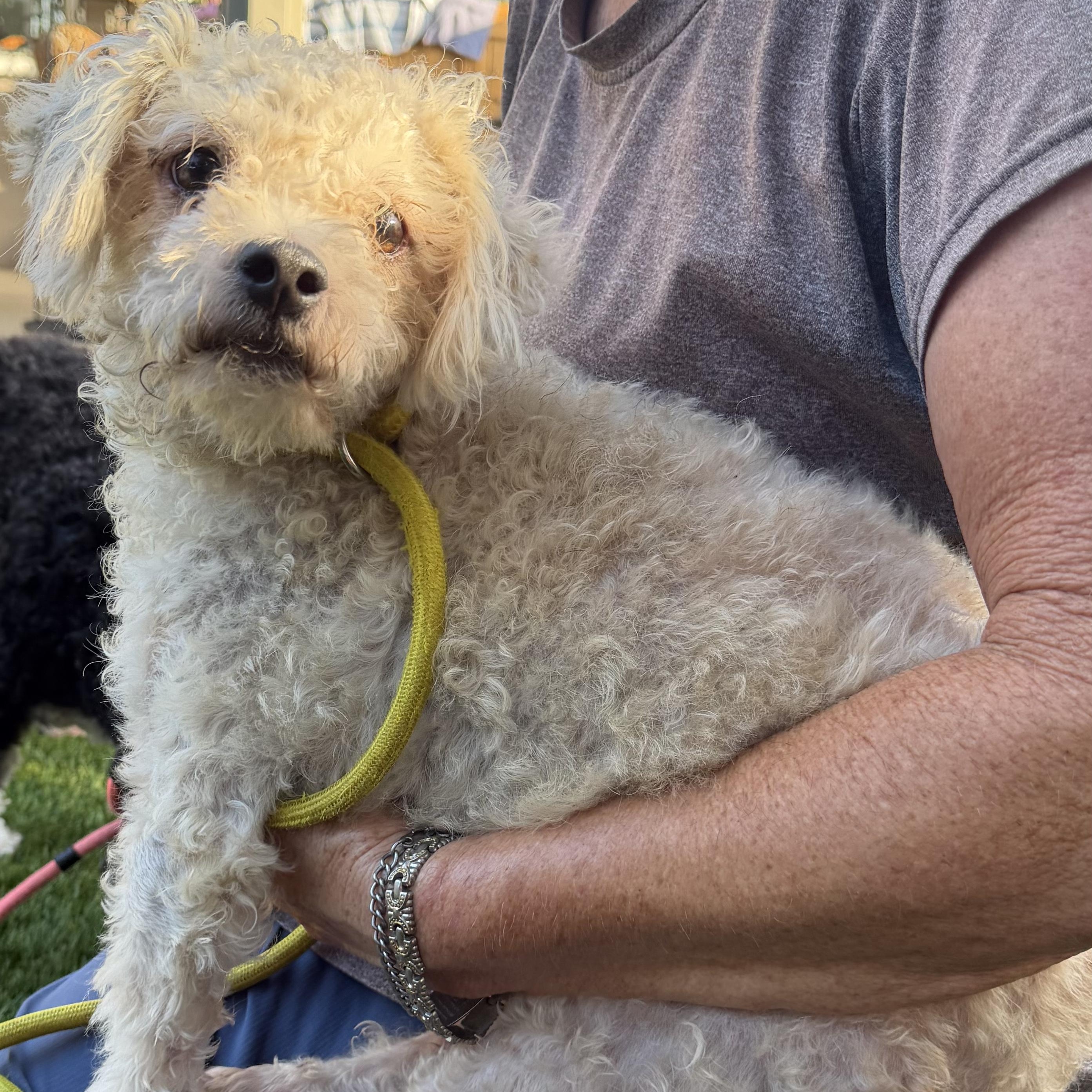Enlarge Coconut - Courtesy Post, a Adopted mixed breed in Newport Beach, CA image 4/4