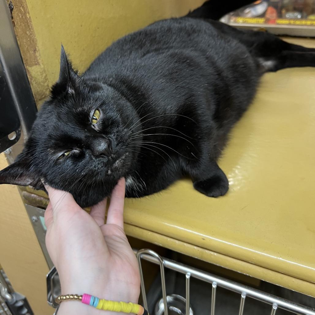 Sassy, Adoptable, Adult Female Domestic Short Hair.