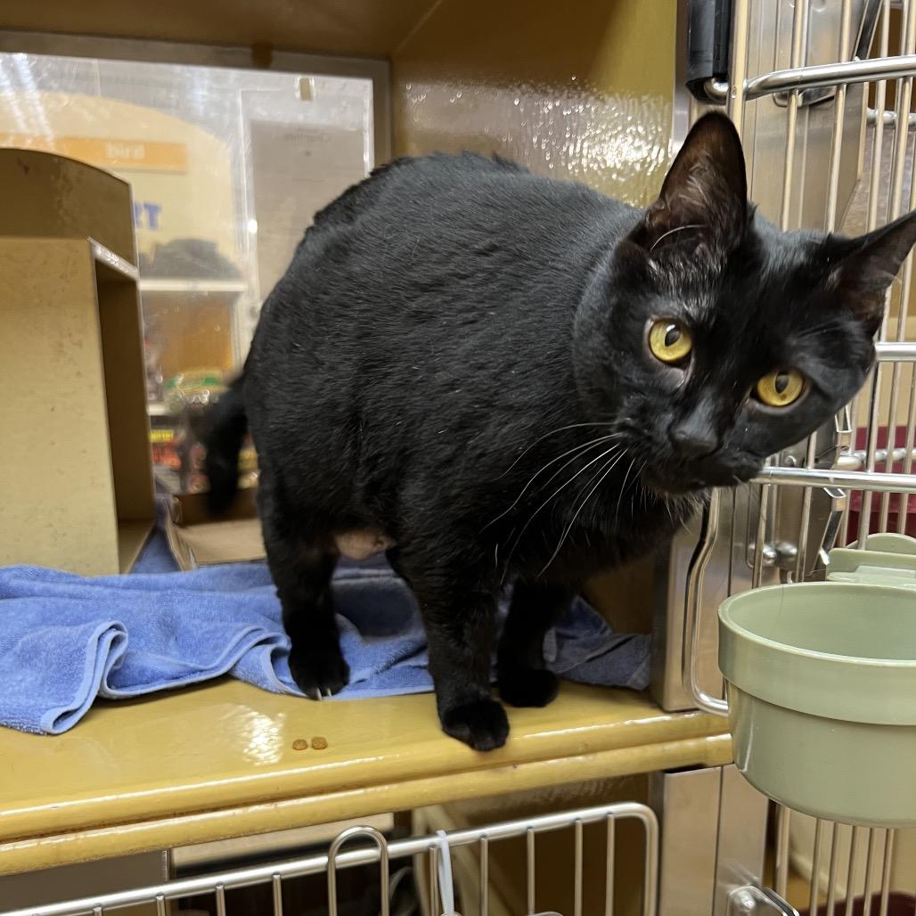 Enlarge Sassy, a Adoptable Domestic Short Hair in Fort Wayne, IN image 2/4