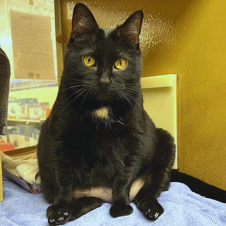 Enlarge Sassy, a Adoptable Domestic Short Hair in Fort Wayne, IN image 4/4