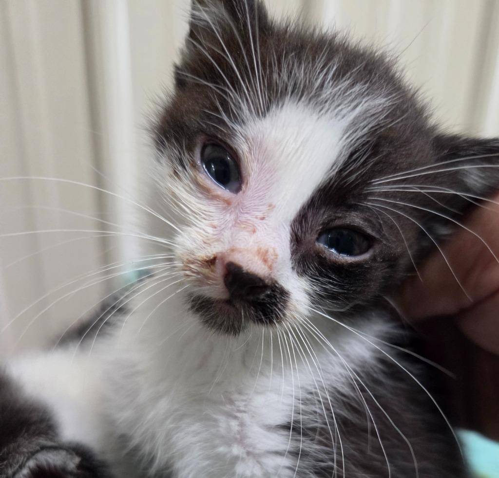 Dean, Adoptable, Kitten Male Domestic Short Hair.