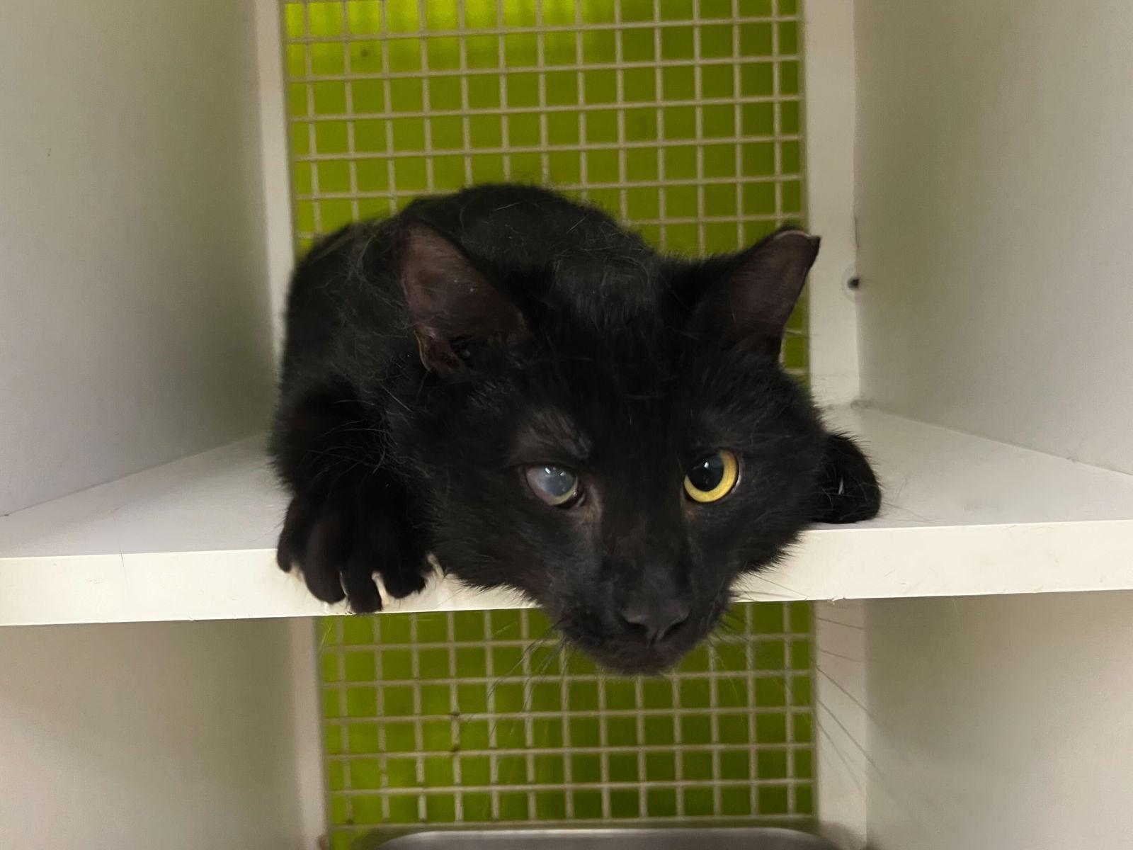 Gomez — thumbnail 2