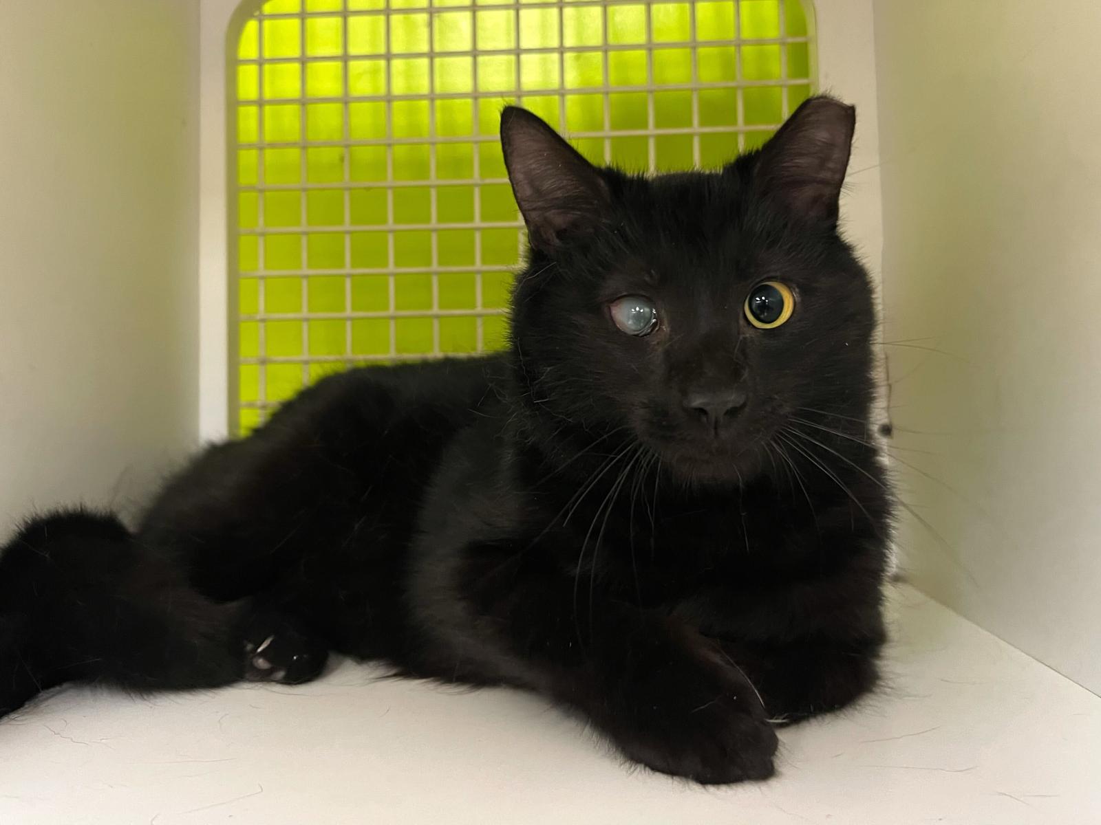 Gomez — thumbnail 3