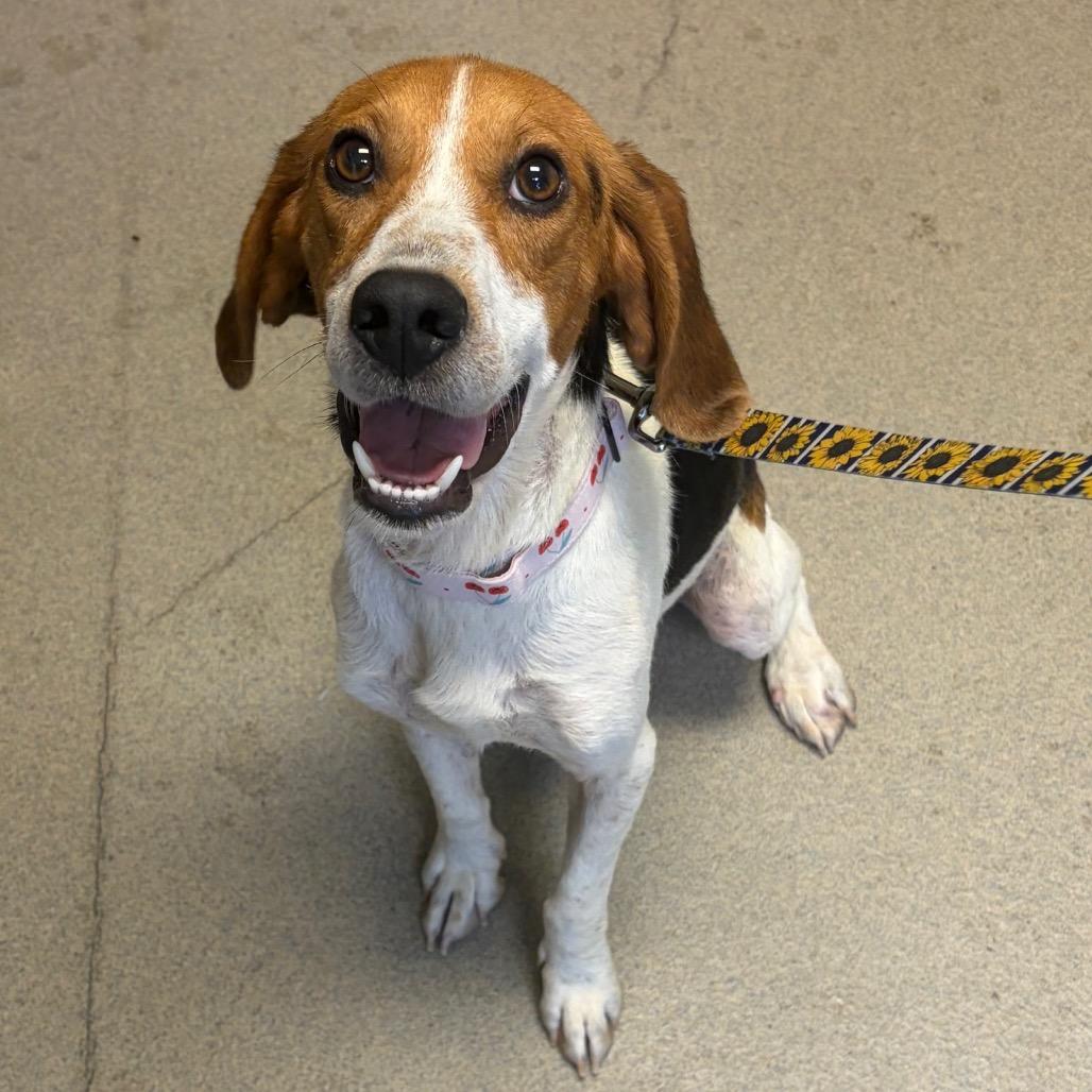 Fern, Adoptable, Adult Male Mixed Breed.