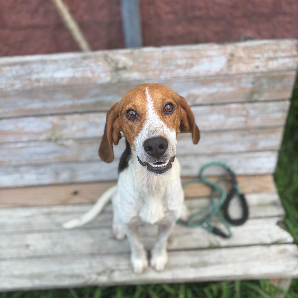 Enlarge Fern, a Adoptable Mixed Breed in Fredericksburg, VA image 2/6