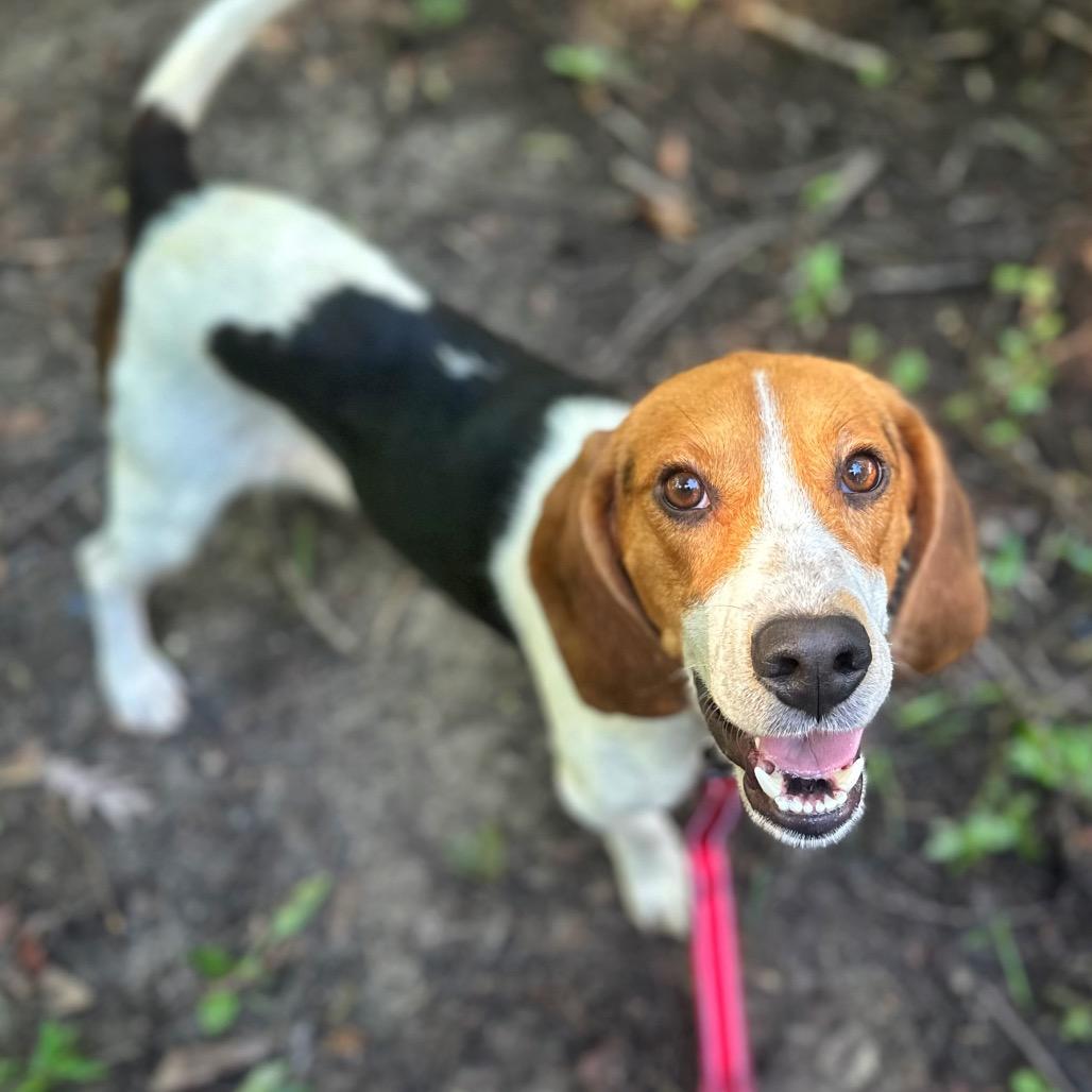 Enlarge Fern, a Adoptable Mixed Breed in Fredericksburg, VA image 3/6