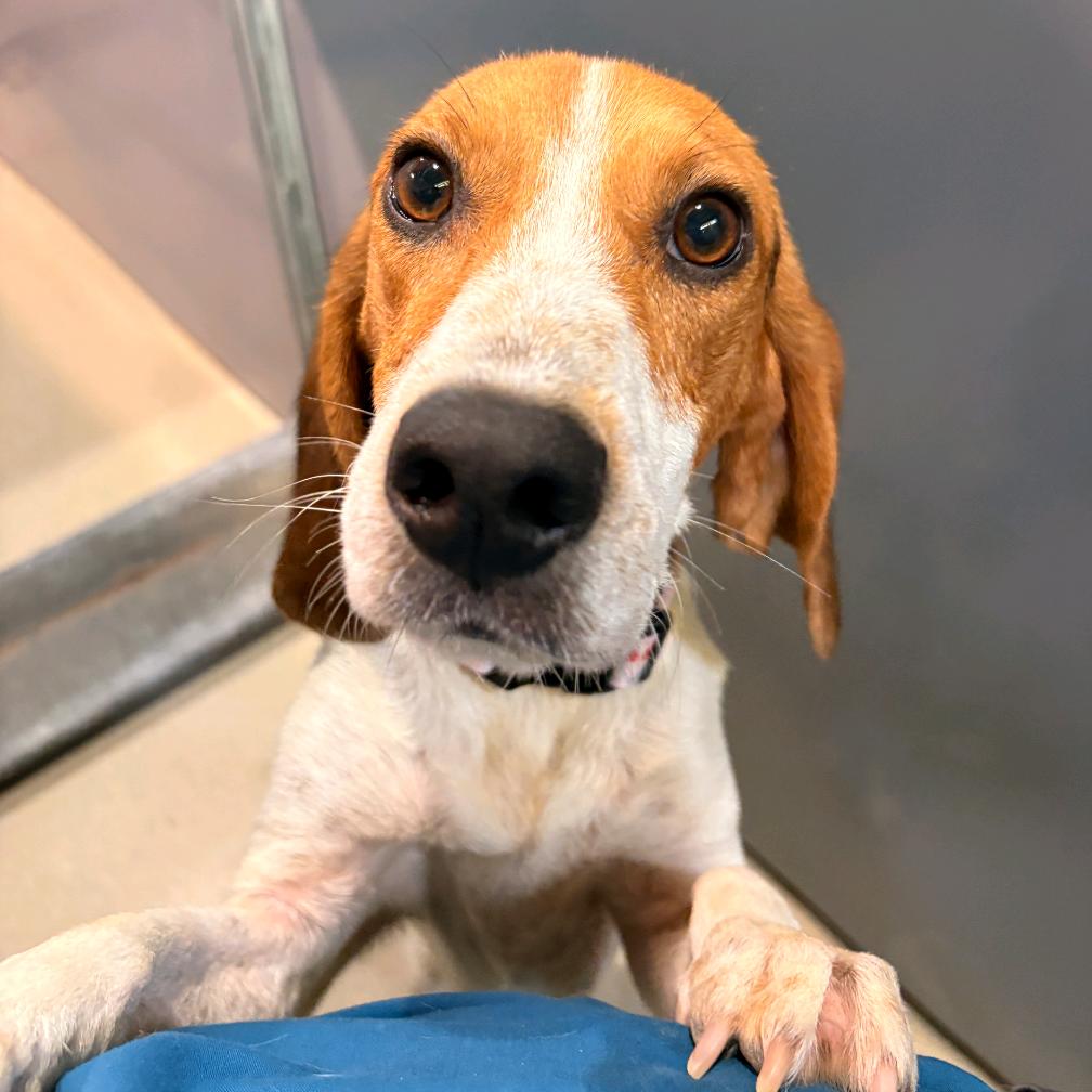 Enlarge Fern, a Adoptable Mixed Breed in Fredericksburg, VA image 5/6