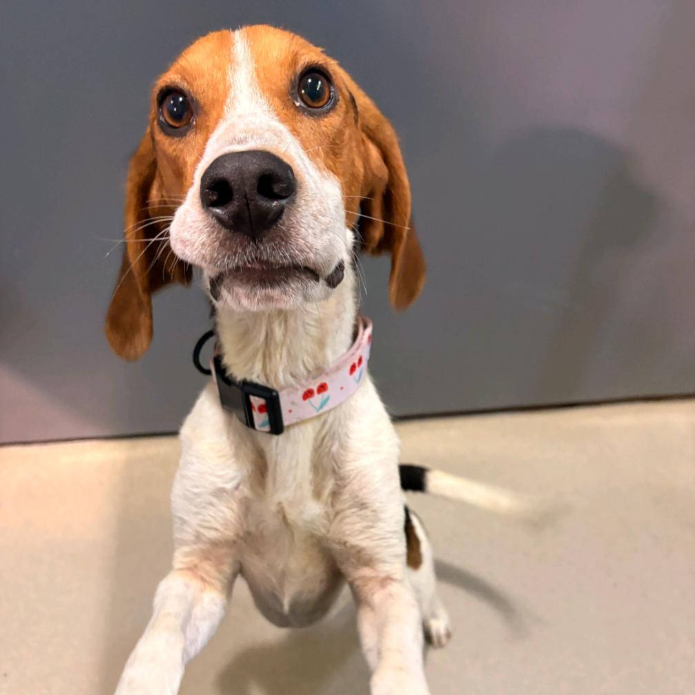 Enlarge Fern, a Adoptable Mixed Breed in Fredericksburg, VA image 6/6