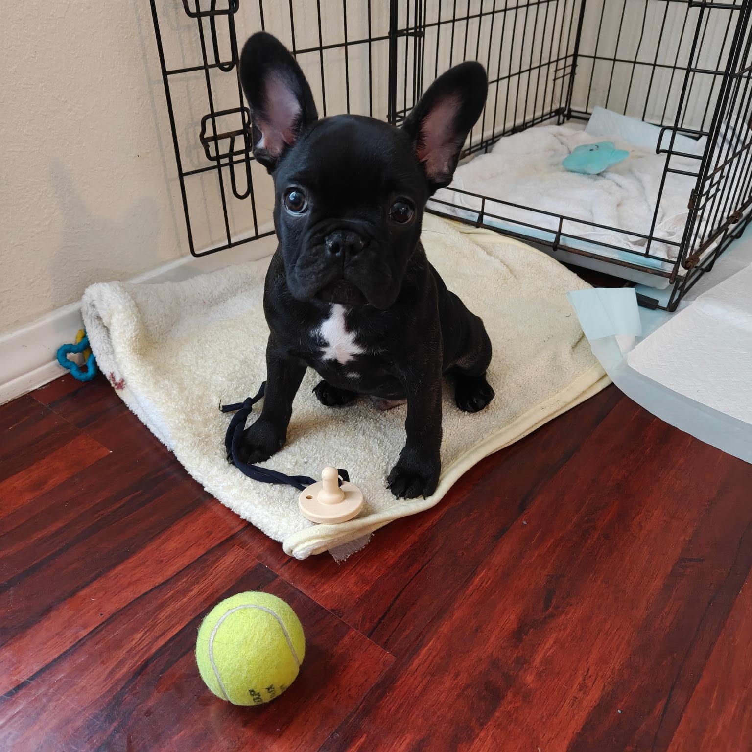Maurice, ADOPTABLE, Puppy Male French Bulldog.