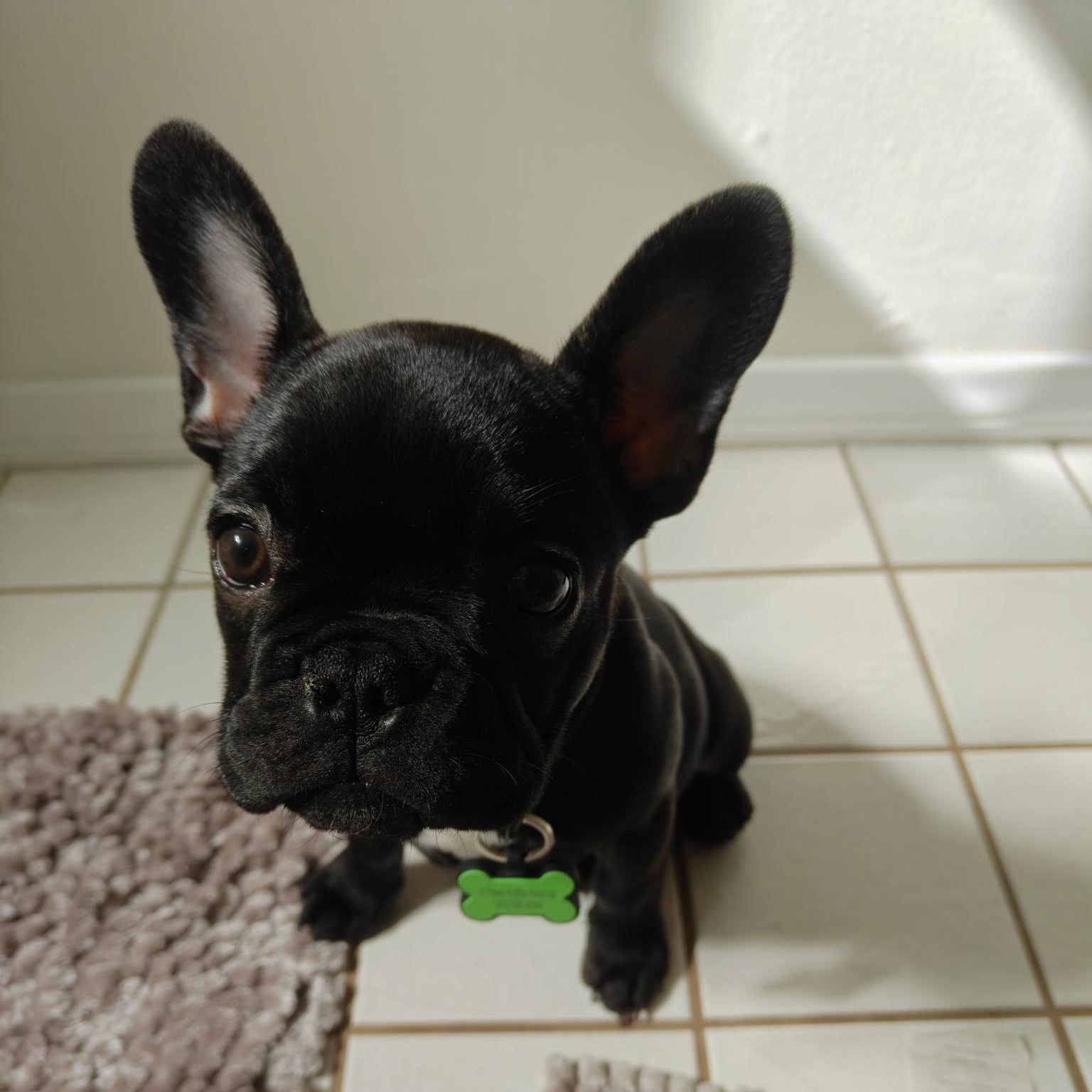 Enlarge Maurice, a Adopted French Bulldog in Los Angeles, CA image 2/3