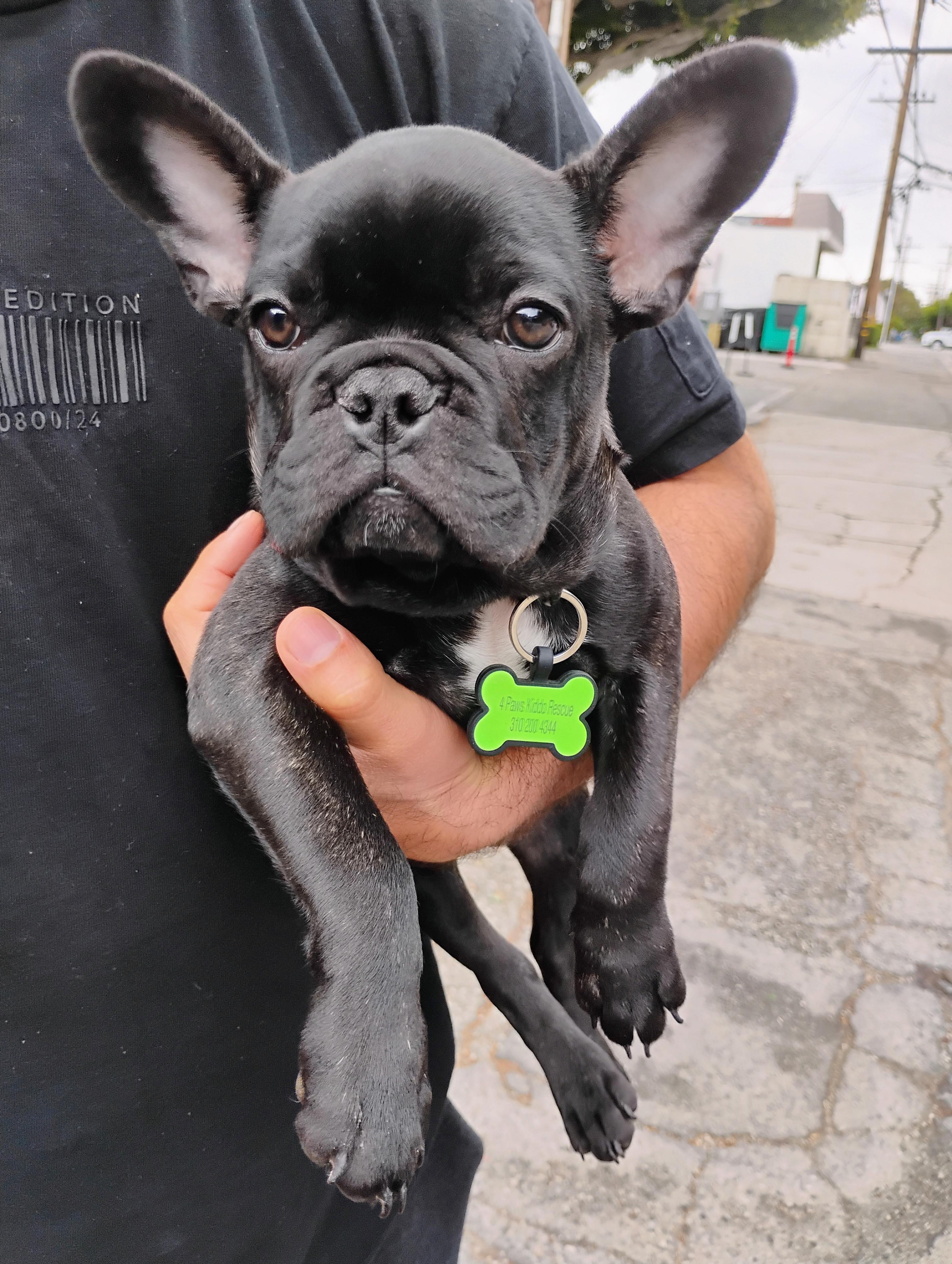 Enlarge Maurice, a Adopted French Bulldog in Los Angeles, CA image 3/3
