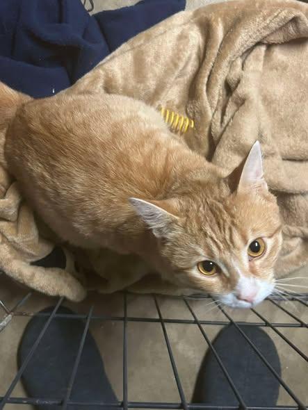 Enlarge Nacho, a ADOPTABLE Domestic Short Hair in Reading, PA image 2/2