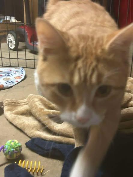 Enlarge Nacho, a ADOPTABLE Domestic Short Hair in Reading, PA image 1/2