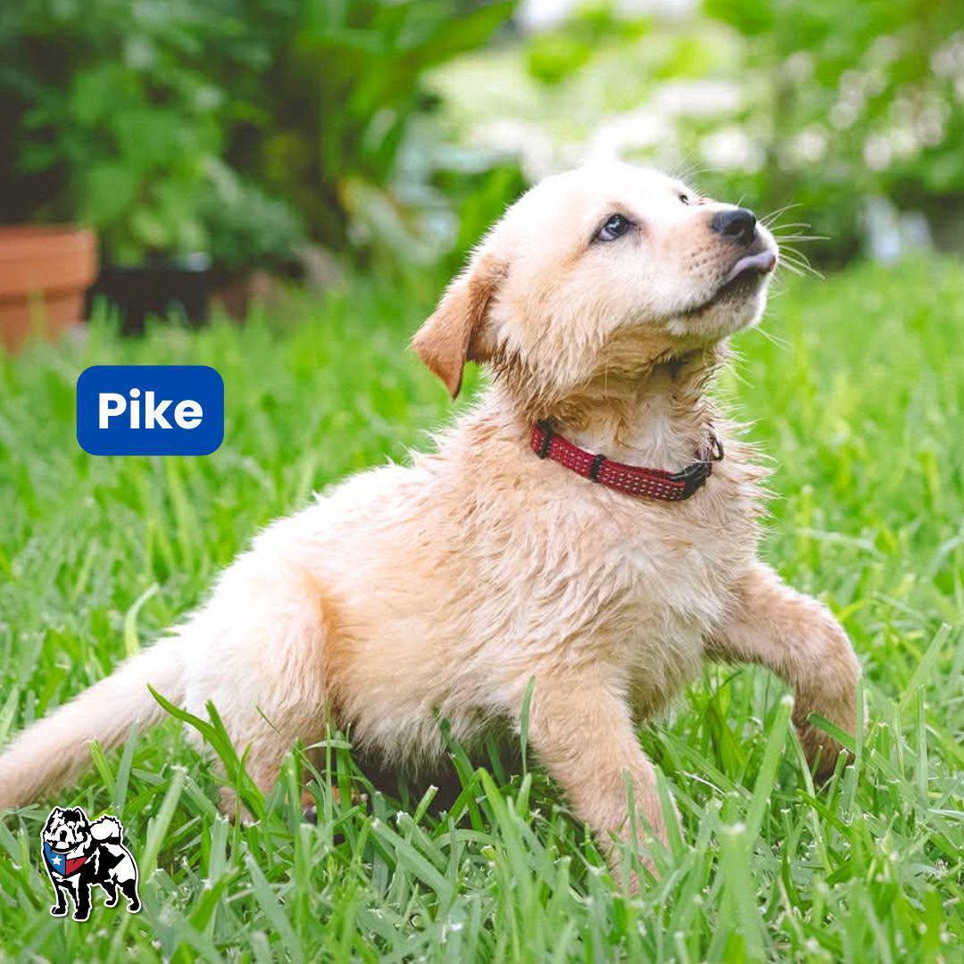 Pike, Adoptable, Young Male Chow Chow.