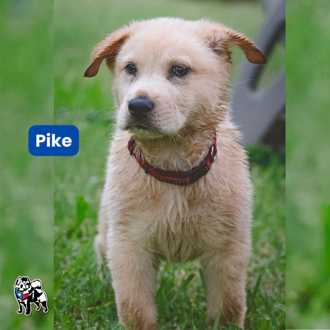 Enlarge Pike, a Adoptable Chow Chow in Houston, TX image 2/3