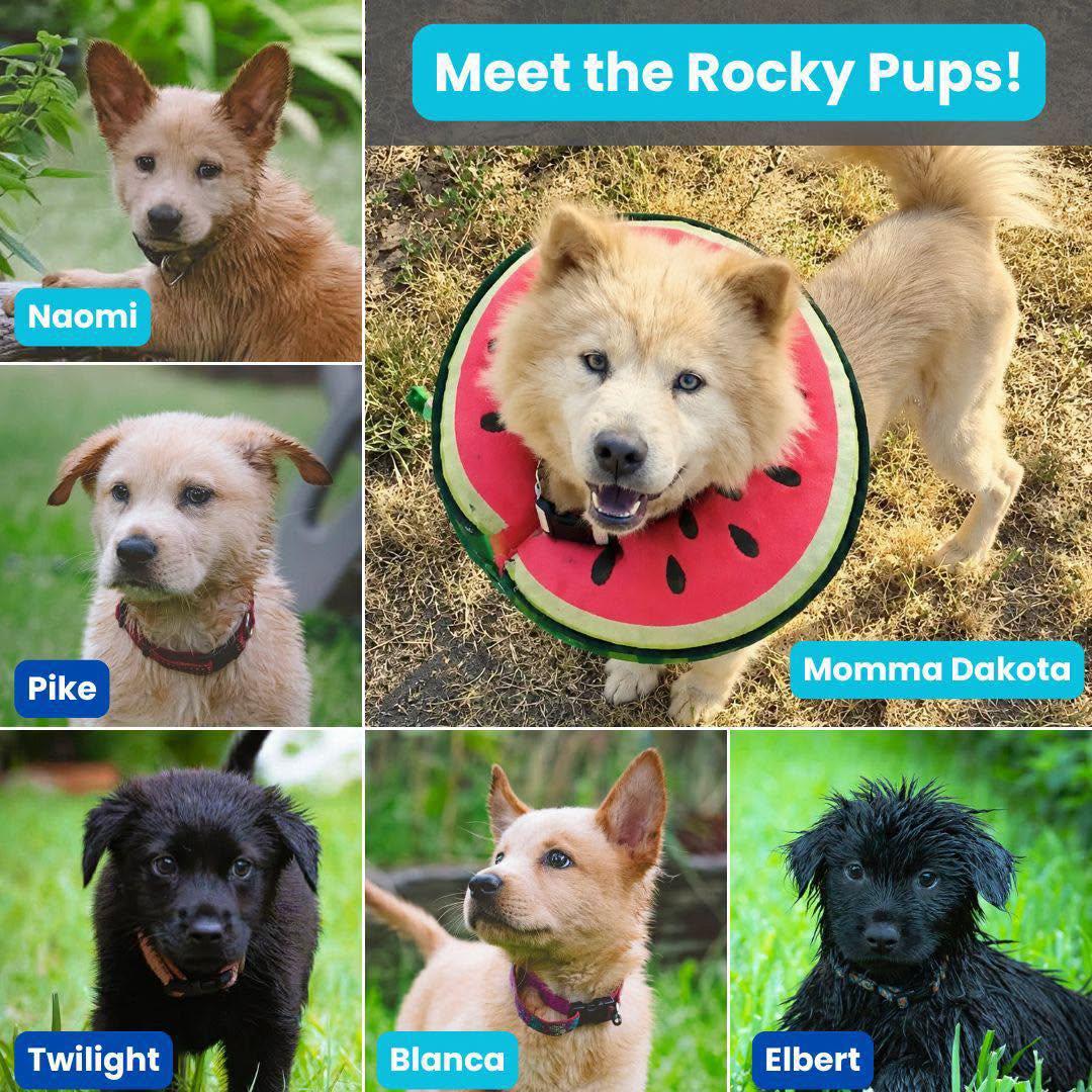 Enlarge Pike, a Adoptable Chow Chow in Houston, TX image 3/3