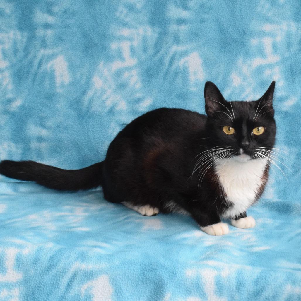 Pixie, Adoptable, Adult Female Domestic Short Hair.