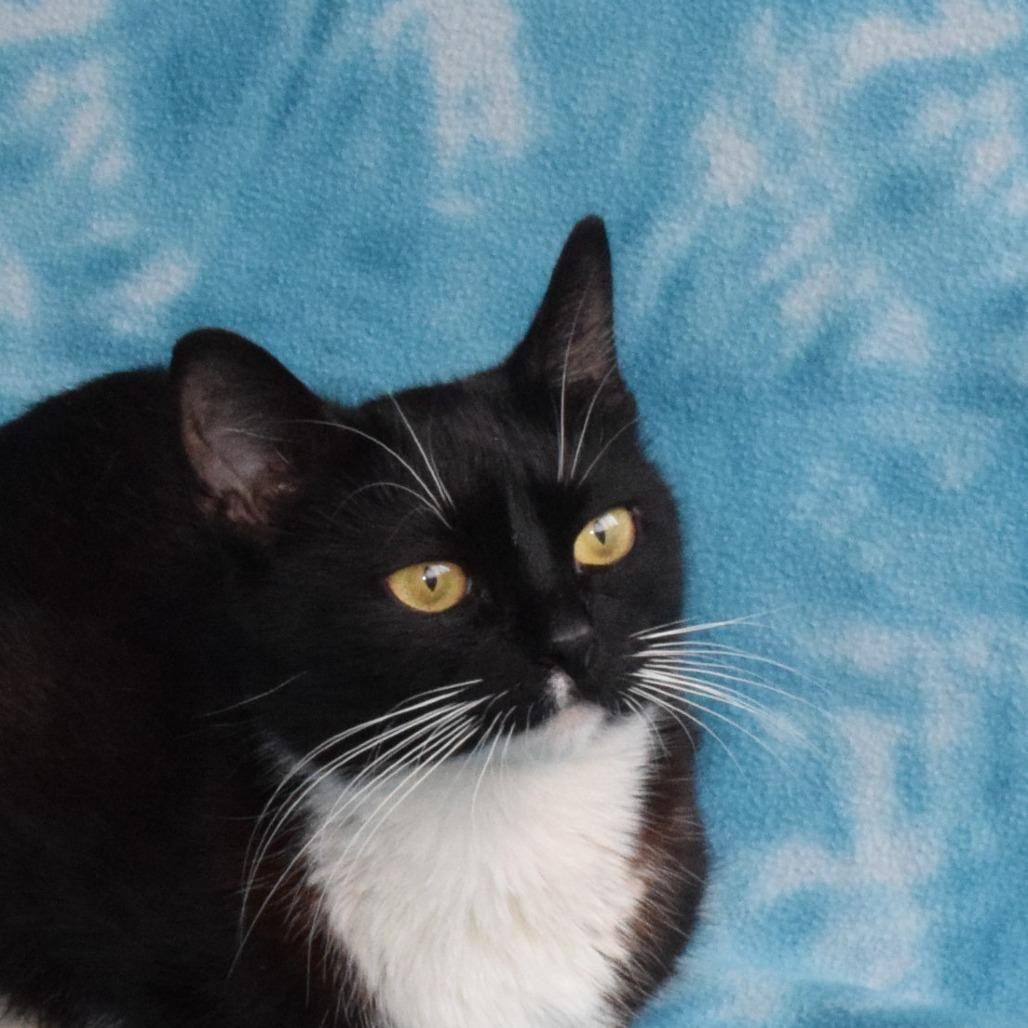 Pixie, a Adoptable Domestic Short Hair in Eureka, CA image 2/3