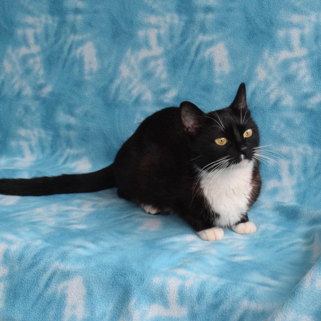 Pixie, a Adoptable Domestic Short Hair in Eureka, CA image 3/3