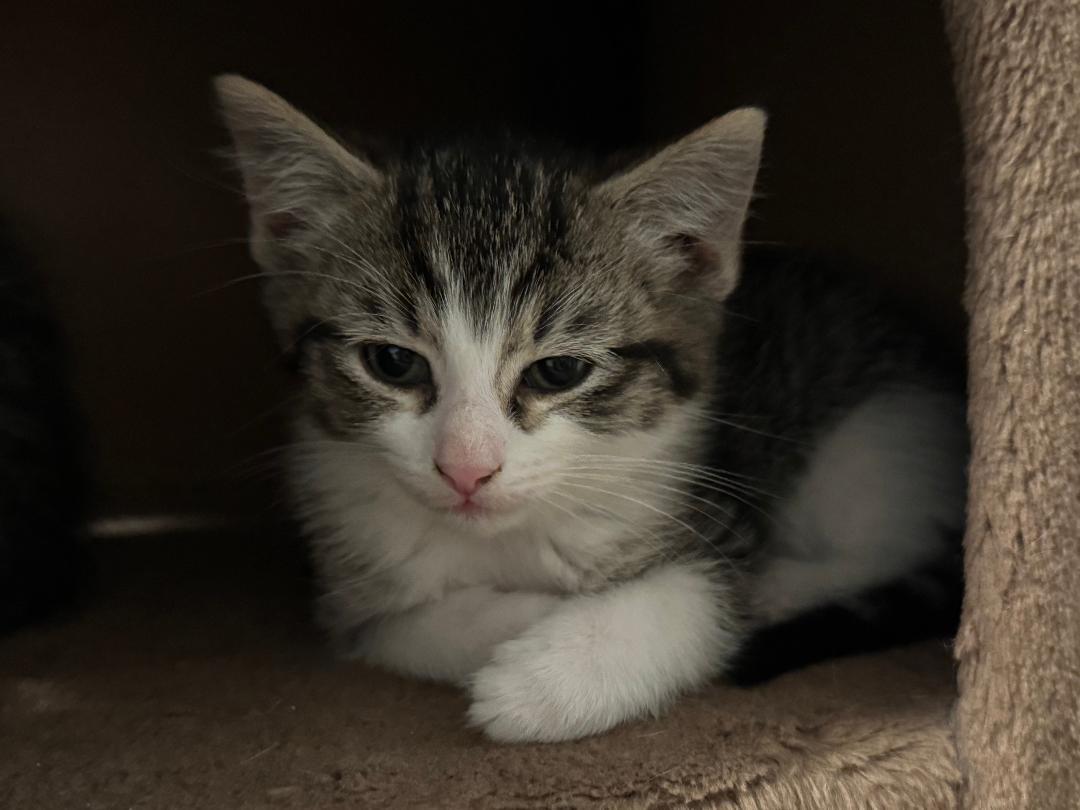 Enlarge q tip and poppy, a ADOPTABLE mixed breed in Staunton, VA image 4/4