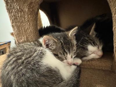 Enlarge q tip and poppy, a ADOPTABLE mixed breed in Staunton, VA image 2/4