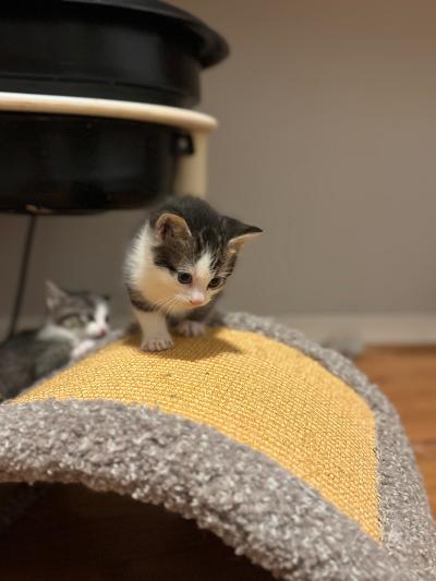 Enlarge q tip and poppy, a ADOPTABLE mixed breed in Staunton, VA image 3/4