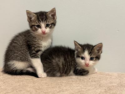 q tip and poppy, ADOPTABLE, Kitten Female Tabby.