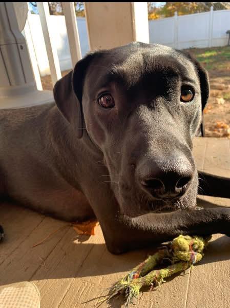 Floki, ADOPTABLE, Adult Male Black Labrador Retriever.