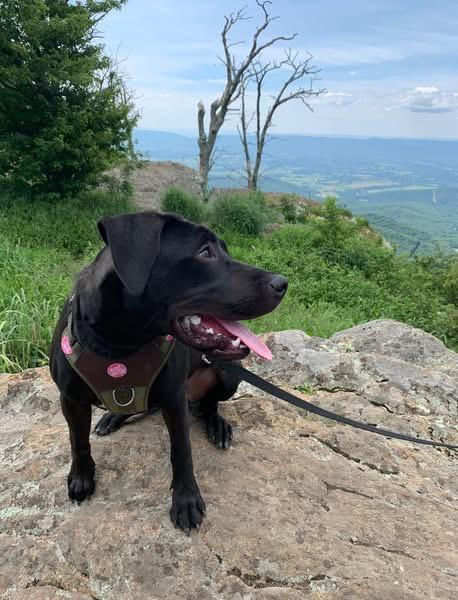 Floki, a ADOPTABLE mixed breed in Griswold, CT image 2/3