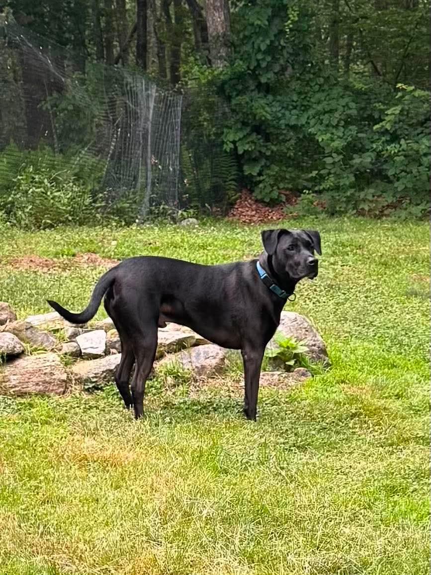 Enlarge Floki, a ADOPTABLE mixed breed in Griswold, CT image 4/5