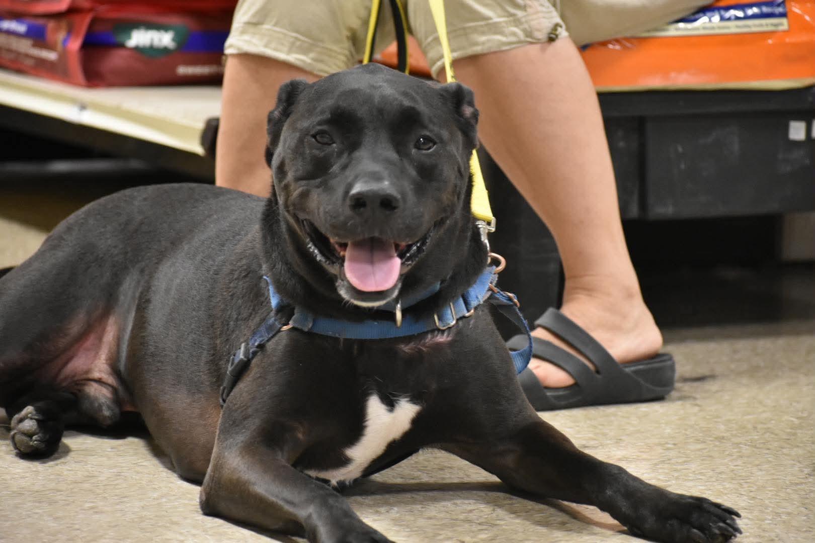 Floki, a ADOPTABLE mixed breed in Griswold, CT image 2/6